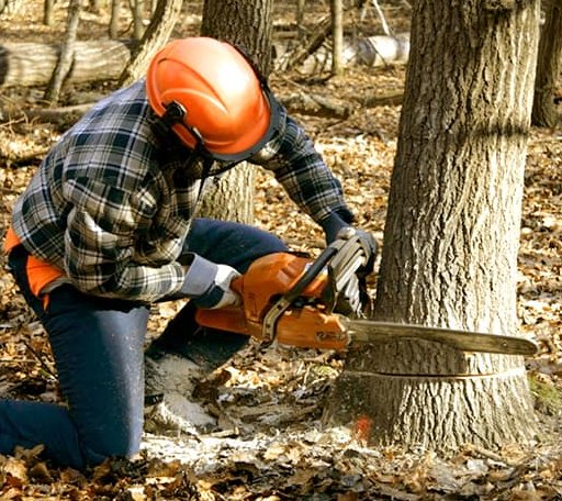 Tree Removal in Paint Rock, TX